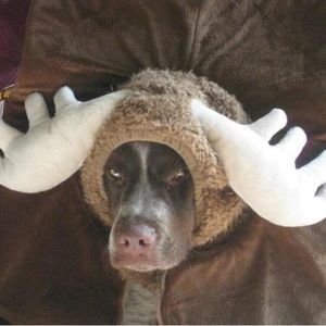 Halloween costume for pet- mounted moose